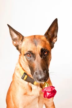 Malinois portrait against white background with red rose