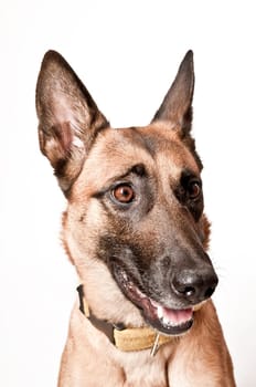 Malinois portrait against white background