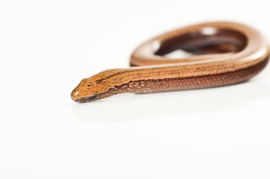 Young slow worm