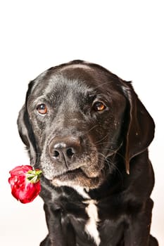 Labrador in front of white background with red rose