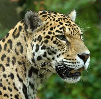 Jaguar Portrait