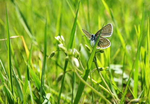 A Polyommatus bellargus photographed in a meadow landscape with backlight.