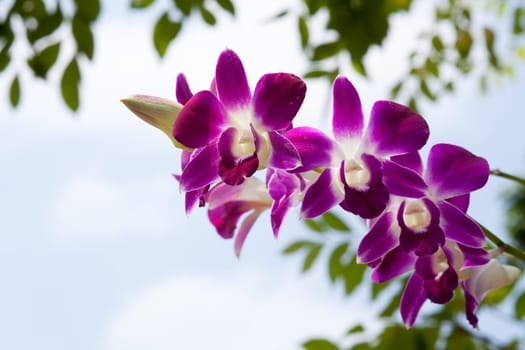 Orchid purple,tropical flower in nature