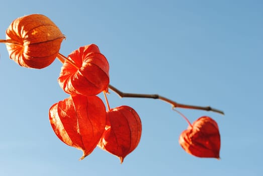 Physalis