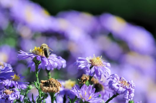 Autumn asters