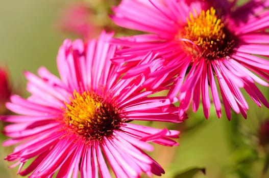 Autumn asters