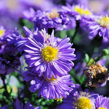 Autumn asters