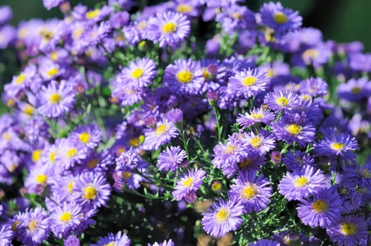 Autumn asters
