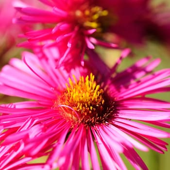 Autumn asters