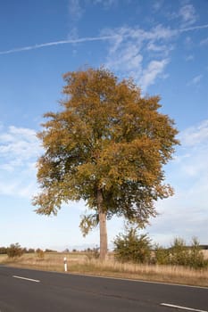 Beech tree on the country road with autumn colouring near Schönwald u in Upper Franconia