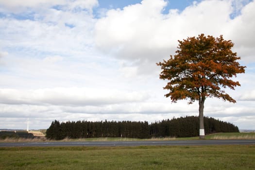 Maple tree tree with autumn colouring near Rehau in Upper Franconia