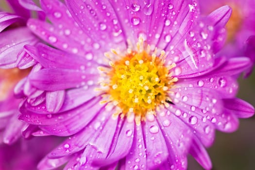 Close up of New York aster or Michaelmas daisy flowering in autumn sunshine