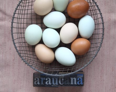 naturally colored eggs of Araucana hens