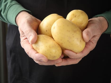 Yukon gold potatoes in hands