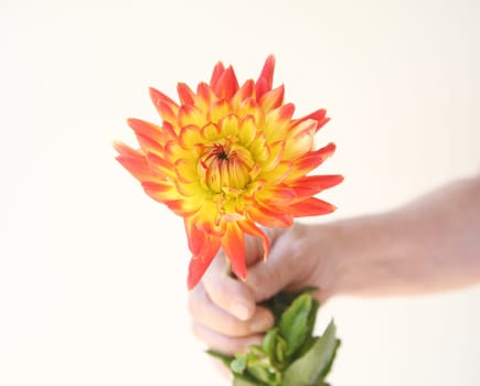 a man holds a single brightly-colored fresh dahlia