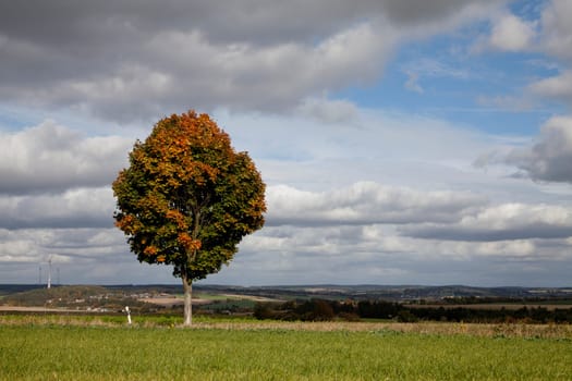 Maple tree tree with autumn colouring near Rehau in Upper Franconia