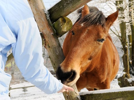 Hand feeding brown horse behind fence in beautiful white snow winter time - detail