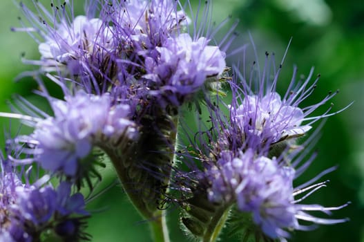 Beard flower
