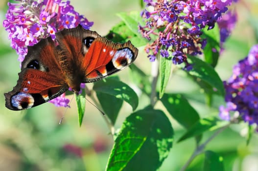 Buzz with butterfly