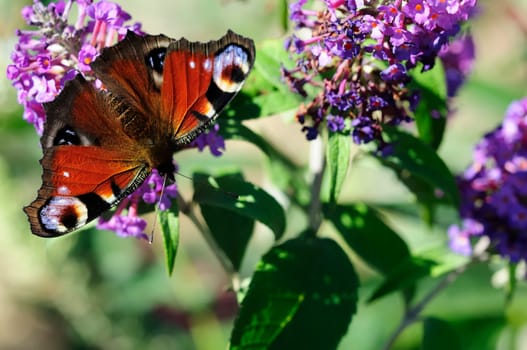 Buzz with butterfly