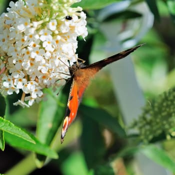 Buzz with butterfly
