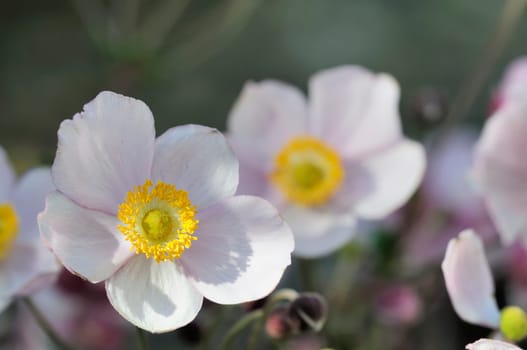 Autumn anemones