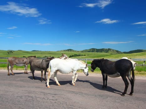 Begging burros on the Wildlife Loop Road at Custer State Park in South Dakota.