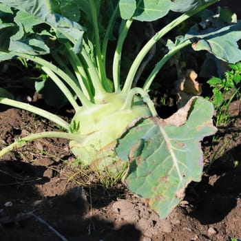 kohlrabi