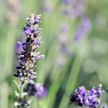 lavender