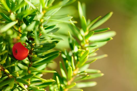 yew