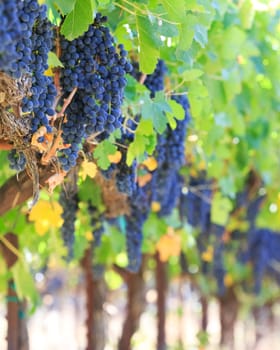wine grapes