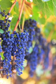 wine grapes
