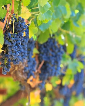 wine grapes
