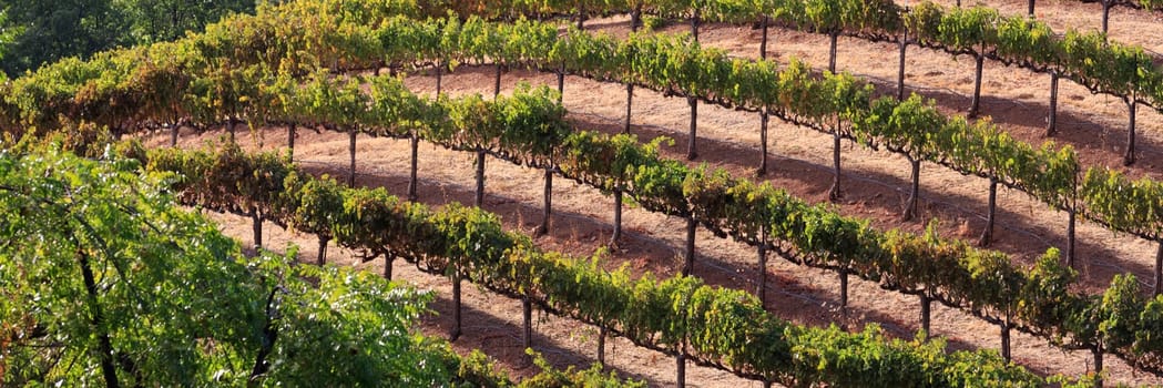 vineyard