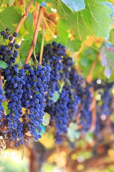 wine grapes