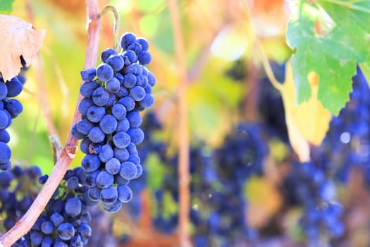 wine grapes