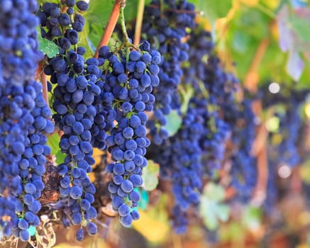 wine grapes