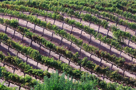 vineyard