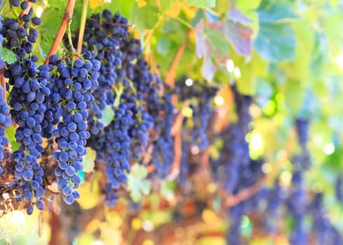 wine grapes