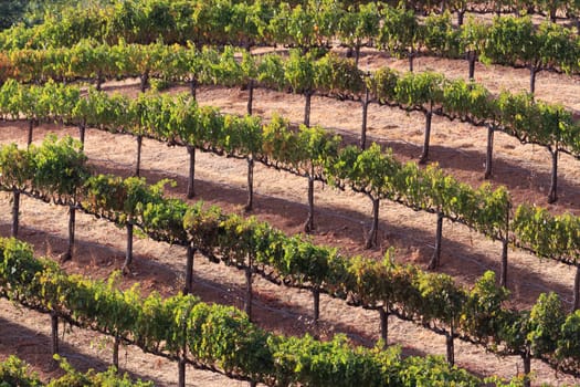 vineyard
