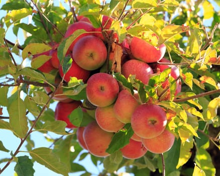 apples ready to be picked