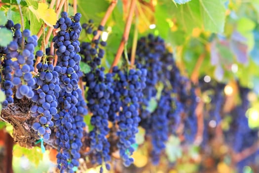 wine grapes