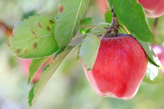 red apple