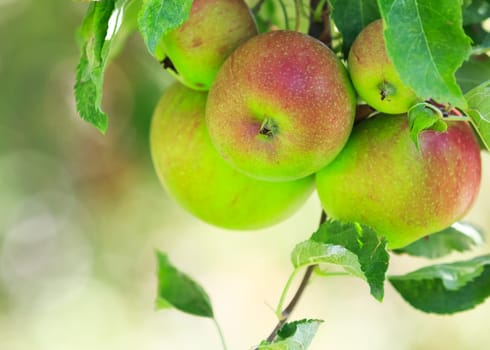 apples ready to be picked