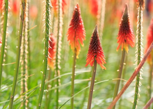 flowers background