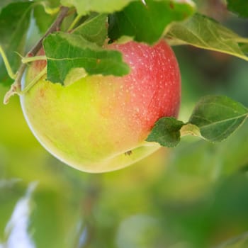 red apple
