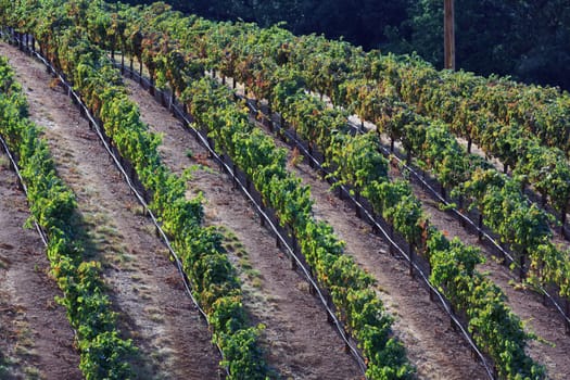 vineyard