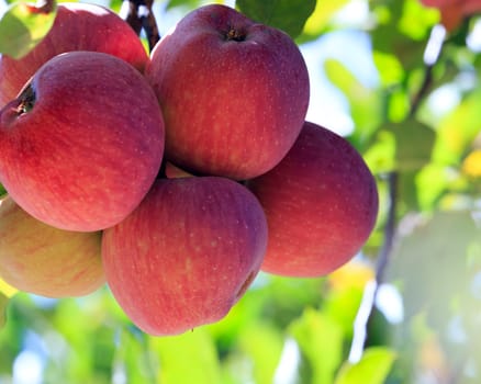 apples ready to be picked