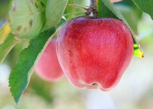 red apple