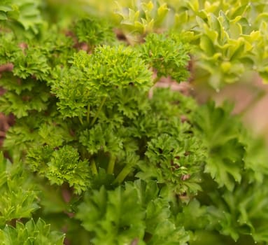 Healthy lifestyle organic herb gardening curly leaf parsley crispum